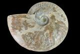 Silver Iridescent Ammonite (Cleoniceras) Fossil - Madagascar #157179-1